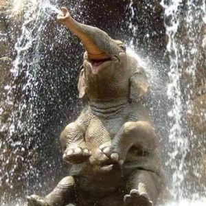 Meet your Posher, Ann